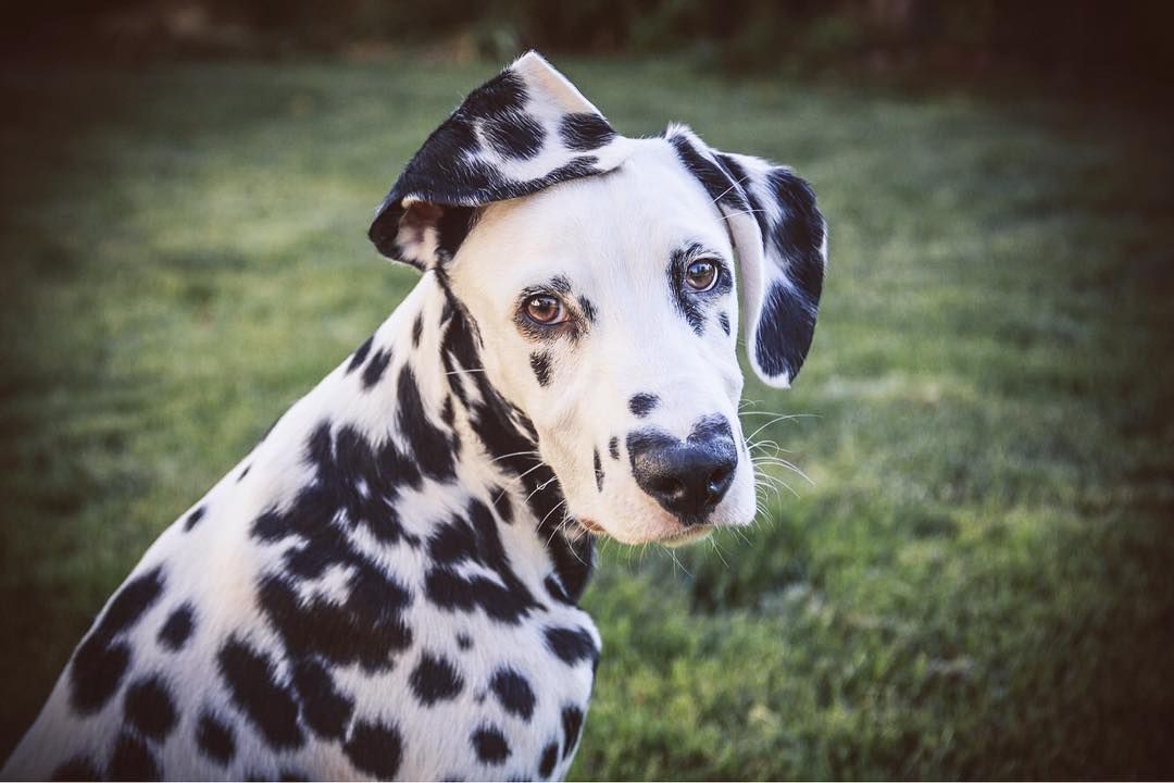 Wiley Anjing Dalmatian Yang Punya Hidung Unik Seperti Bentuk Hati