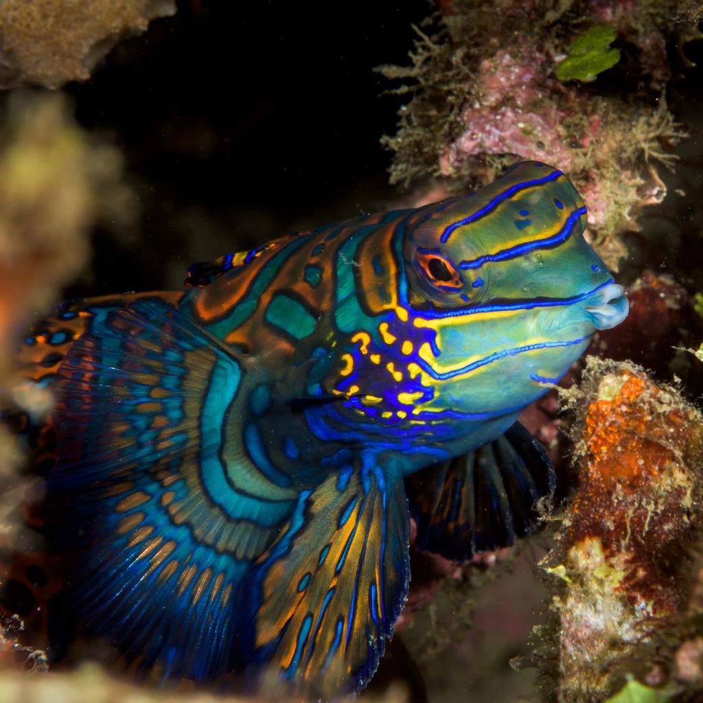 5 Hewan Betina Paling Cantik Di Dunia Lihat Kecantikannya Yuk