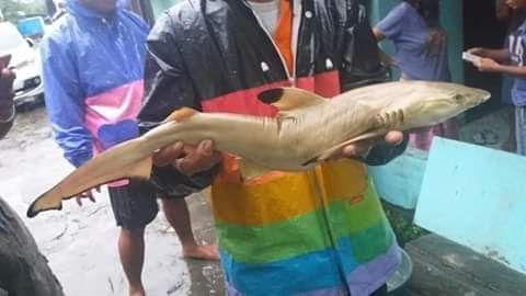 67+ Gambar Kolase Ikan Hiu Gratis