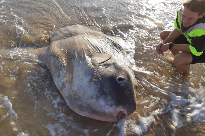 7800 Koleksi Foto Penampakan Ikan Raksasa Terbaru