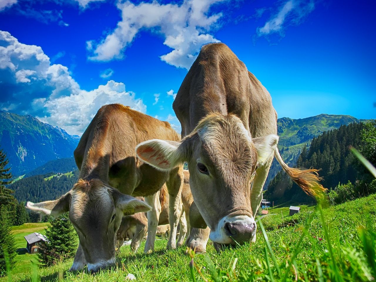 Pada pencernaan sapi setelah makanan dicerna melalui mulut selanjutnya makanan diteruskan menuju