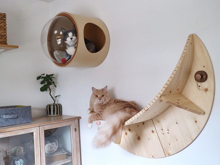 7 Cara Merawat Kucing Anggora dengan Baik dan Efektif