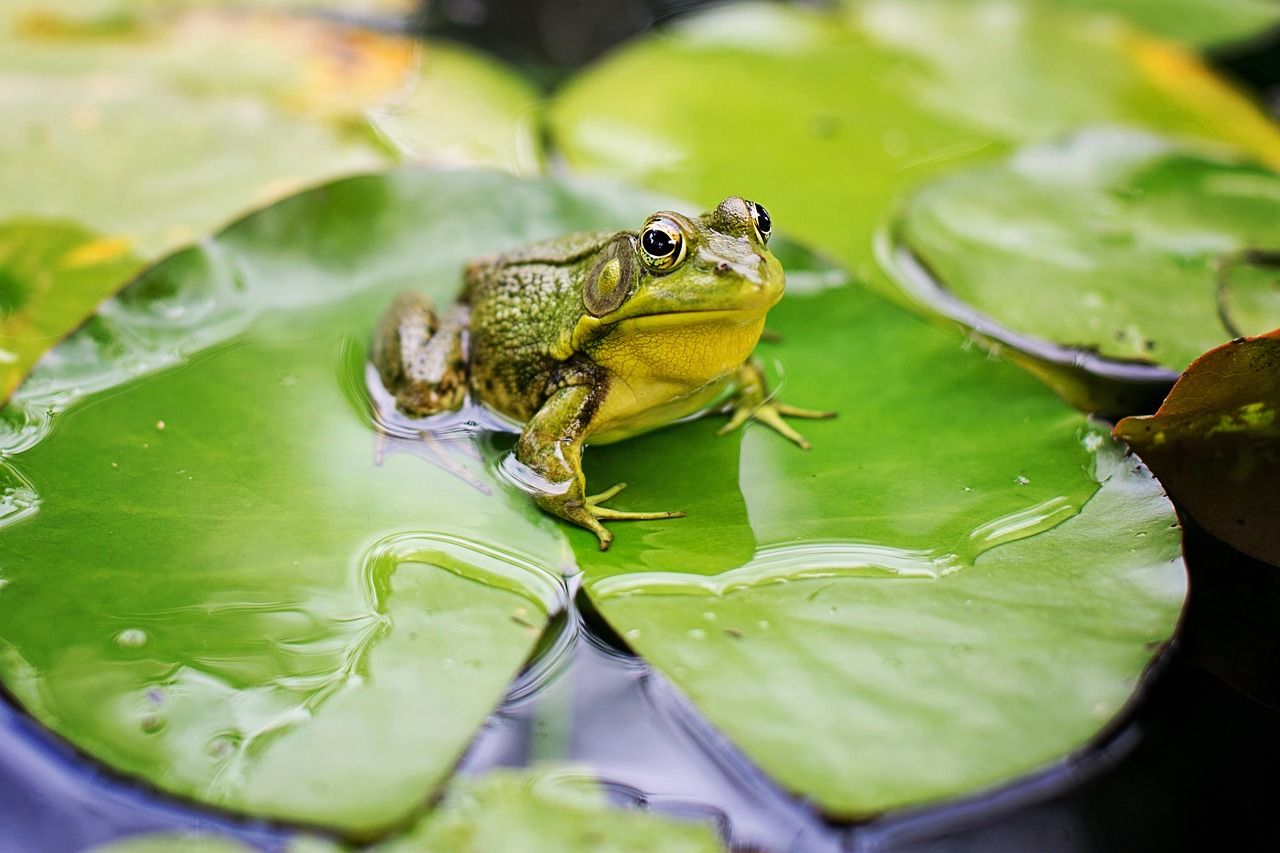  Gambar Hewan Katak  Kata Kata