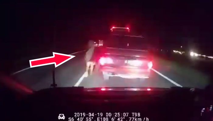 8300 Hantu Toll Cipali Gratis Terbaru