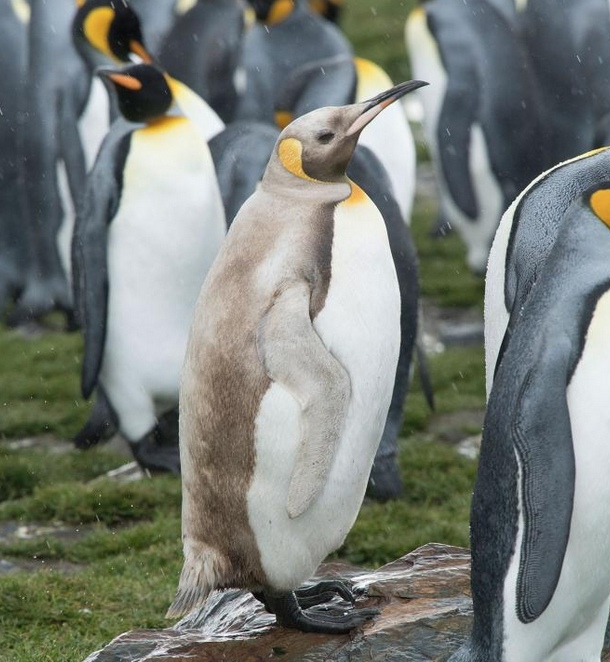 Langka Penguin Dan Anjing Laut Ini Seluruh Tubuhnya Berwarna