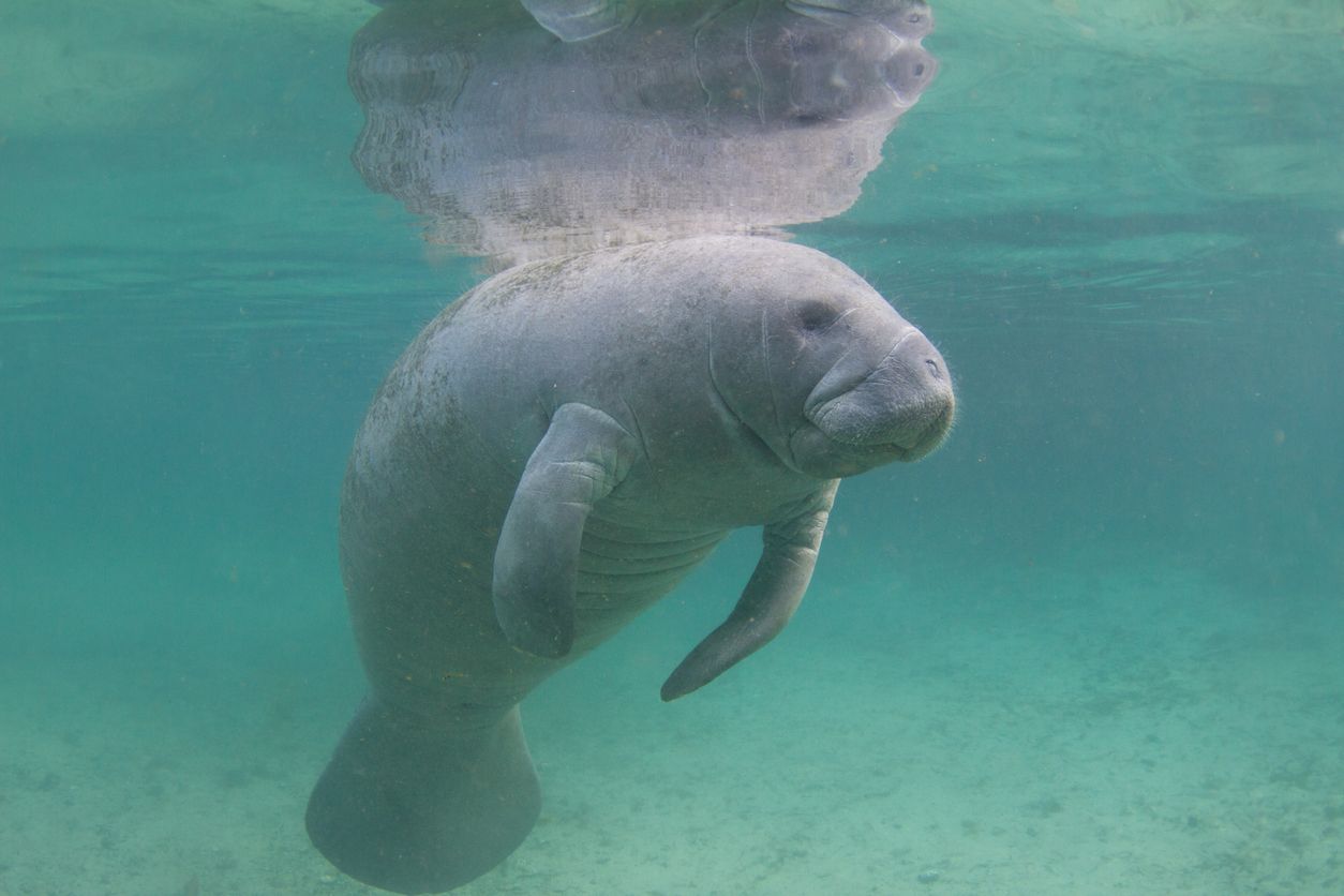 Sering Dikira Sama Ini Bedanya Manatee Dan Dugong Semua Halaman