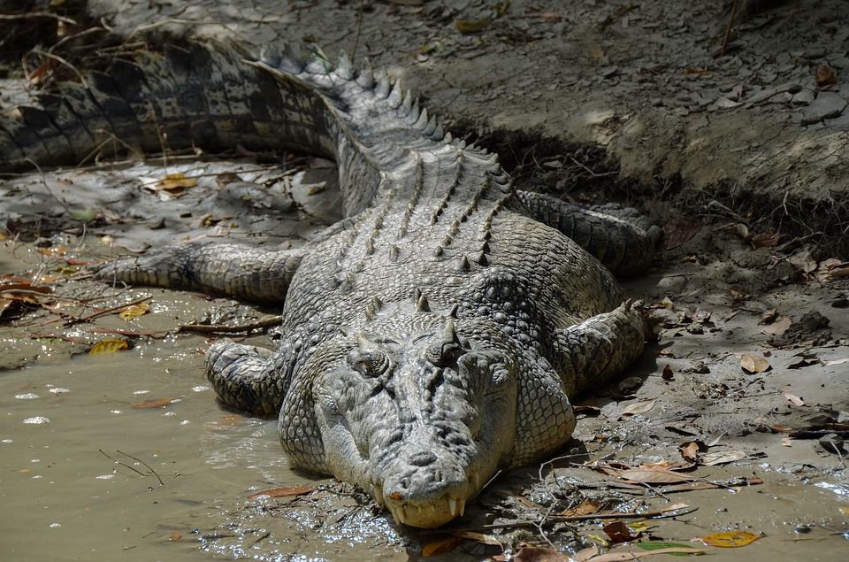 Membuat Awetan Rangka Hewan Vertebrata