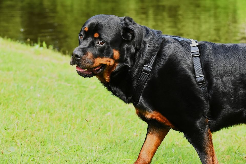 Pintar Dan Hebat Ini 5 Jenis Anjing Yang Sering Digunakan Polisi