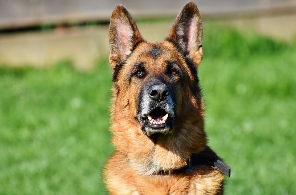 45++ Anjing polisi jenis information