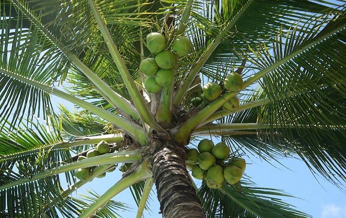 Seluruh Bagiannya Berguna, Tanaman Kelapa Disebut Pohon Ribuan Manfaat (Bag. 2) - Semua Halaman - Bobo