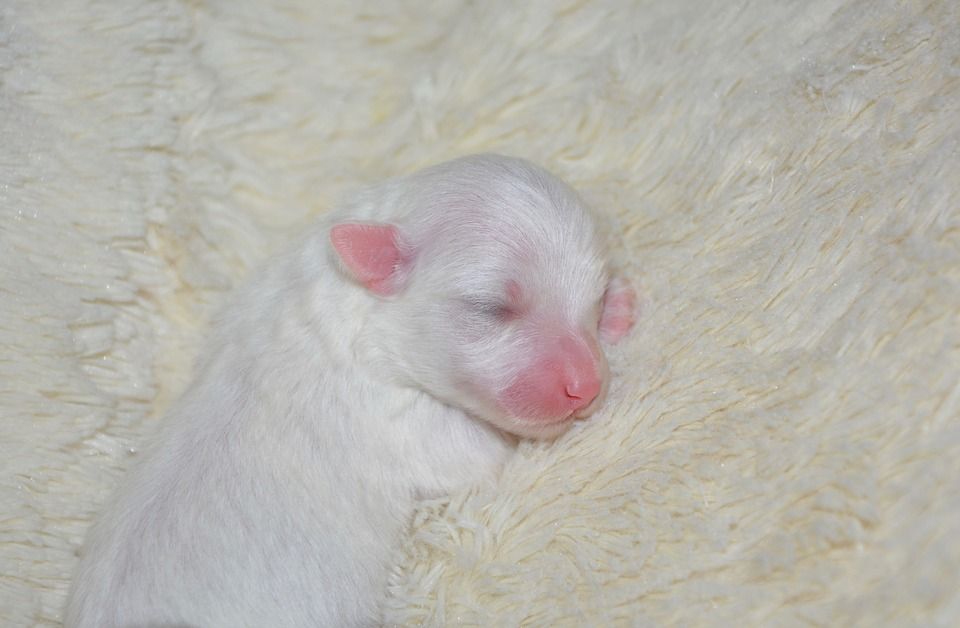 Anak Kucing Dan Anjing Lahir Dengan Mata Dan Telinga Tertutup Ini
