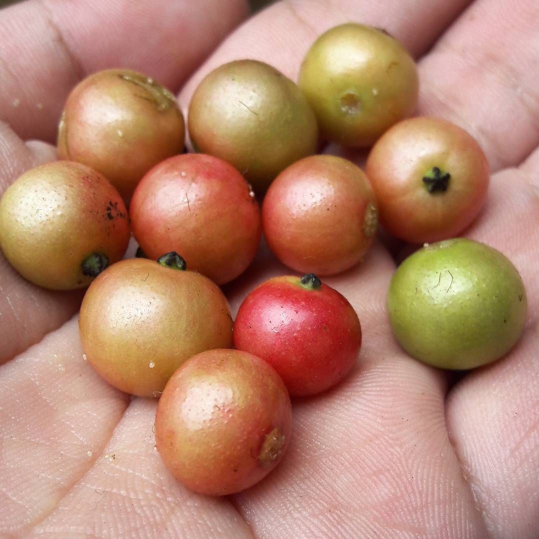 Kersen, Buah Mungil yang Punya Banyak Manfaat Bagi Kesehatan