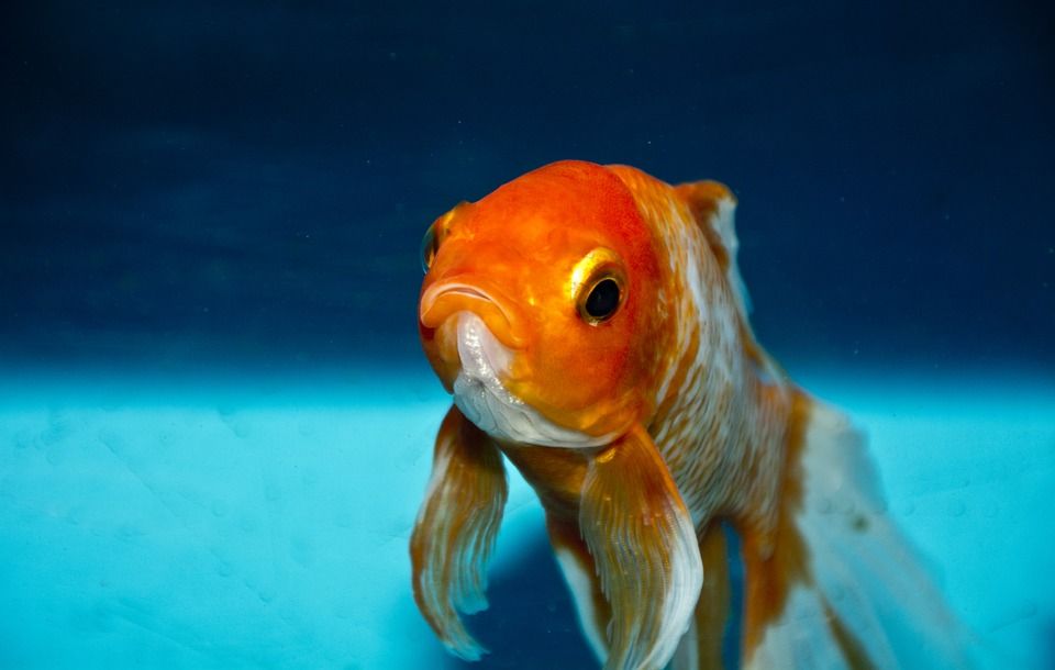 52 Cara Menjernihkan Air Aquarium Ikan Mas Koki Terbaru