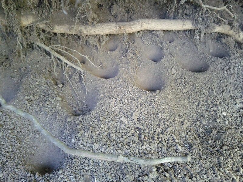 Tahu Serangga Undur Undur Hewan Ini Dihargai Mahal Di Tiongkok