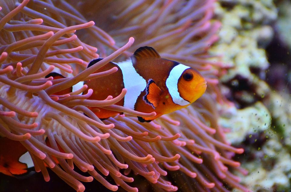 Kemampuan Melihat Sinar Ultraviolet Membantu Ikan Badut Menemukan Temannya