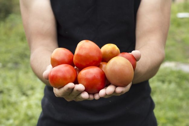 Ini Dia Manfaat Buah Tomat Yang Tak Diketahui Para Pria Tingkatkan Kesuburan Semua Halaman Nakita