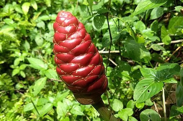 Mengenal Lempuyang Tanaman Obat Tradisional Yang Berpotensi Obati Kanker Semua Halaman Kids