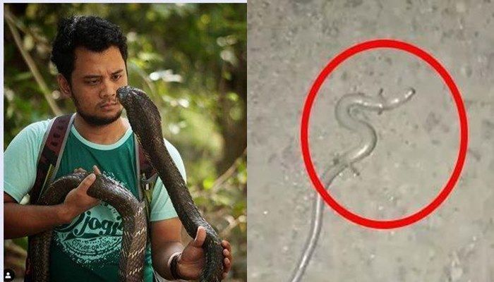 Heboh Kemunculan Ular Berkaki Empat Dikaitkan Dengan Kiamat