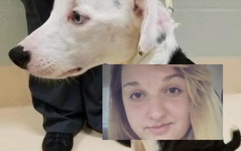 76 Contoh Kolase Anjing HD Terbaik