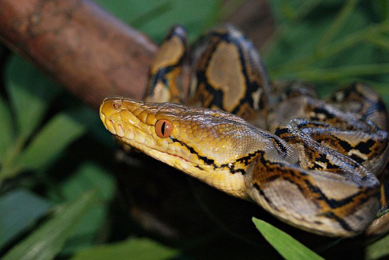  Cara  Berkembang  Biak  Hewan Dibedakan Menjadi 3 Jenis 