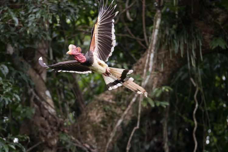 Rangkong Gading Burung Purba Yang Bisa Hidup Puluhan Tahun