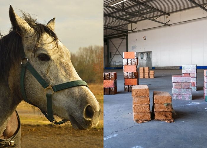 61+ Kolase Gambar Kuda Dari Biji Bijian HD Terbaru