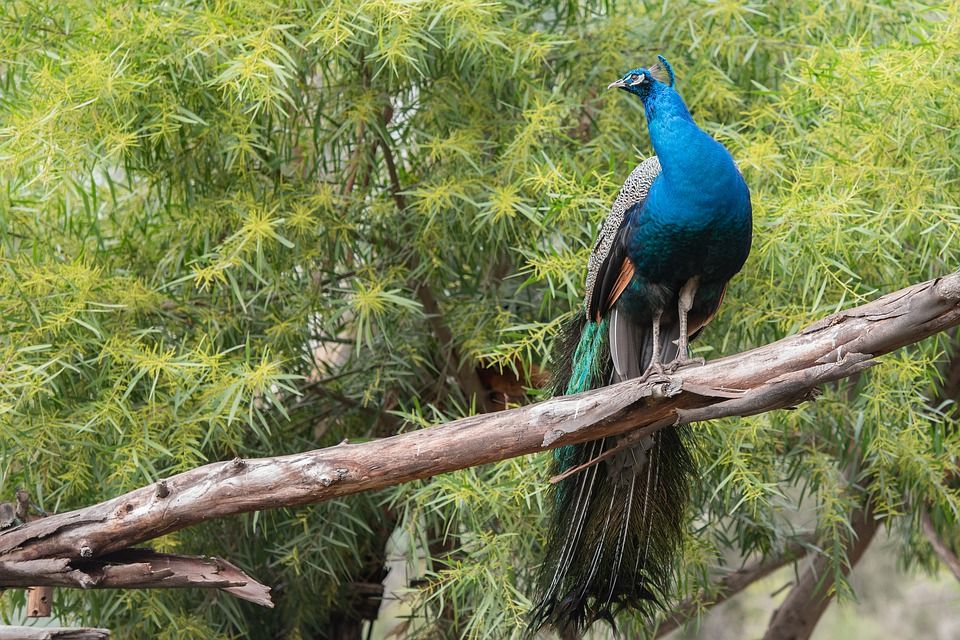 Menakjubkan 21 Gambar  Burung Untuk Montase Gani Gambar 