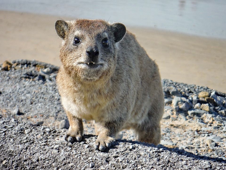 Meski Mirip Tupai Tanah Hewan Ini Justru Bersaudara Dengan Gajah