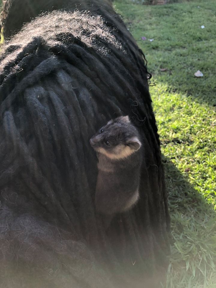 Gemas 2 Bayi Possum Ditemukan Bergelantungan Di Tubuh Seekor