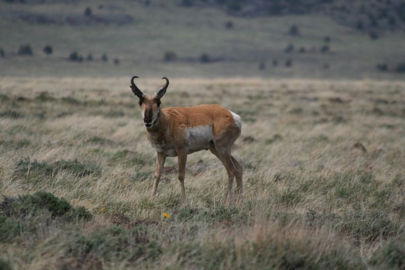 Hewan Darat Tercepat Di Dunia Ada Yang Lebih Cepat Dari Kereta