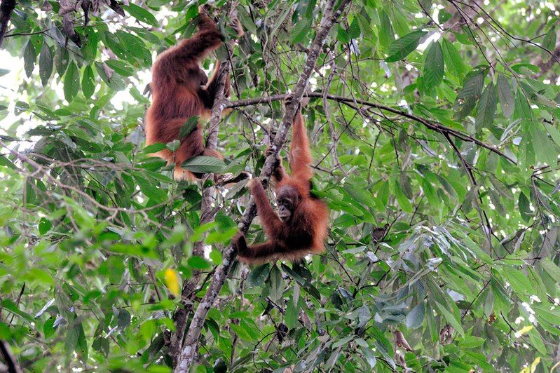 Kenali Habitat Hewan Kutub Tundra Taiga Hutan Iklim Sedang Dan
