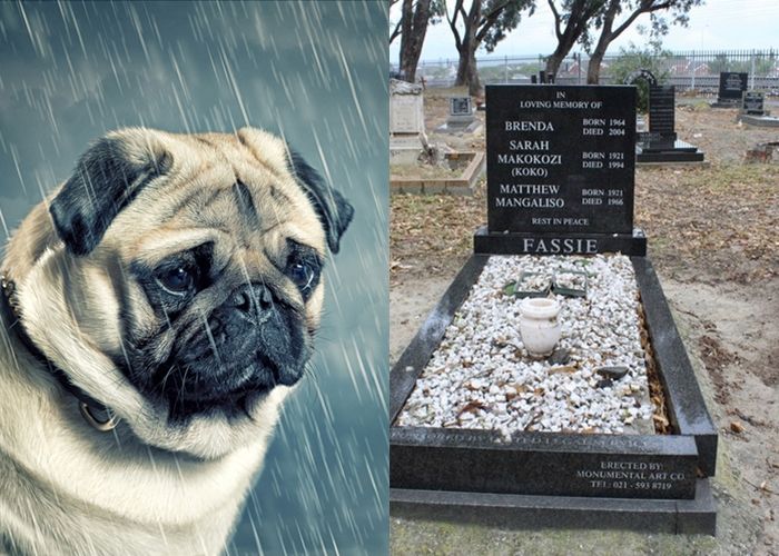 76 Contoh Kolase Anjing HD Terbaik