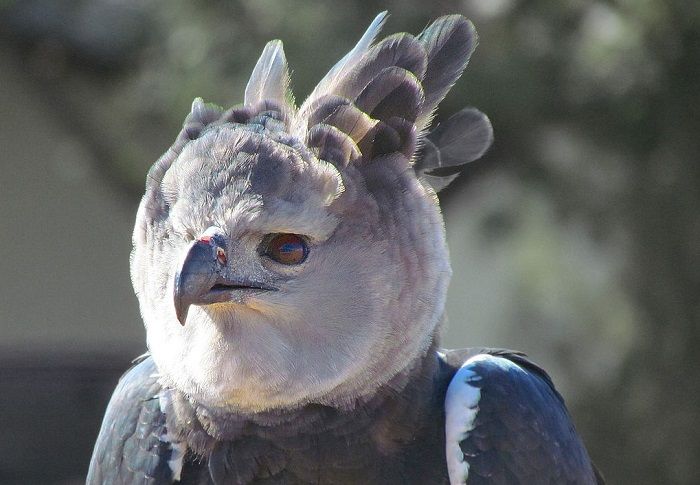 Ini Dia Elang Harpy Elang Terbesar Dan Punya Cakar Yang Kuat