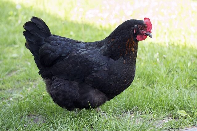 Tafsir Mimpi Dikejar Ayam Tak Melulu Dianggap Pertanda Buruk Lo Semua Halaman Suar