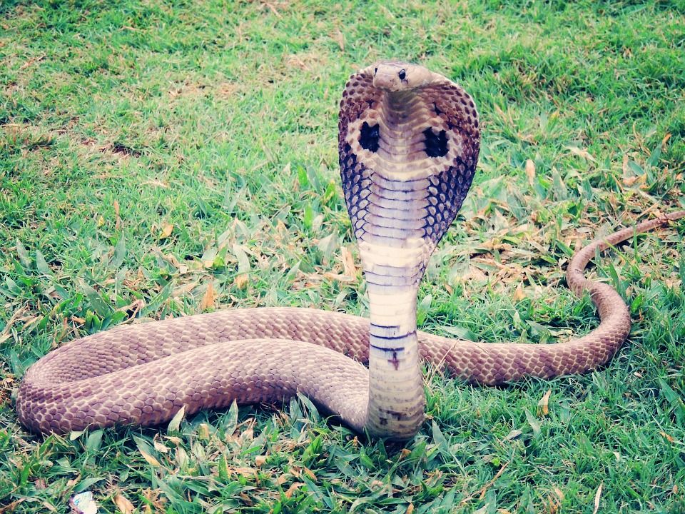Sering Dianggap Sama Ternyata Ular Kobra Dan King Cobra