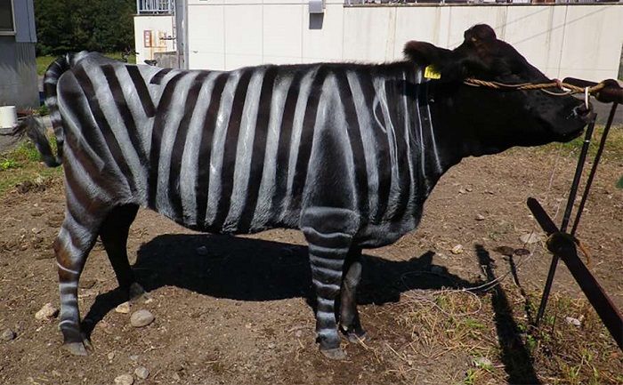 Bagian tubuh sapi dan fungsinya