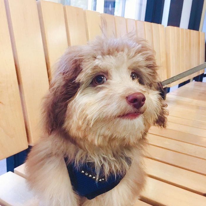 Imut Banget Viral Anjing Ini Punya Mata Dan Bibir Mirip Manusia