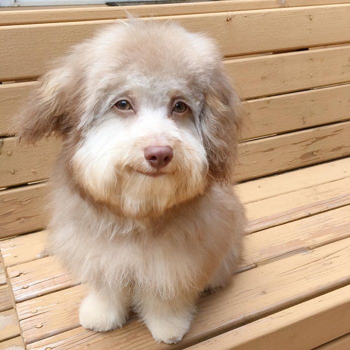 Imut Banget Viral Anjing Ini Punya Mata Dan Bibir Mirip Manusia
