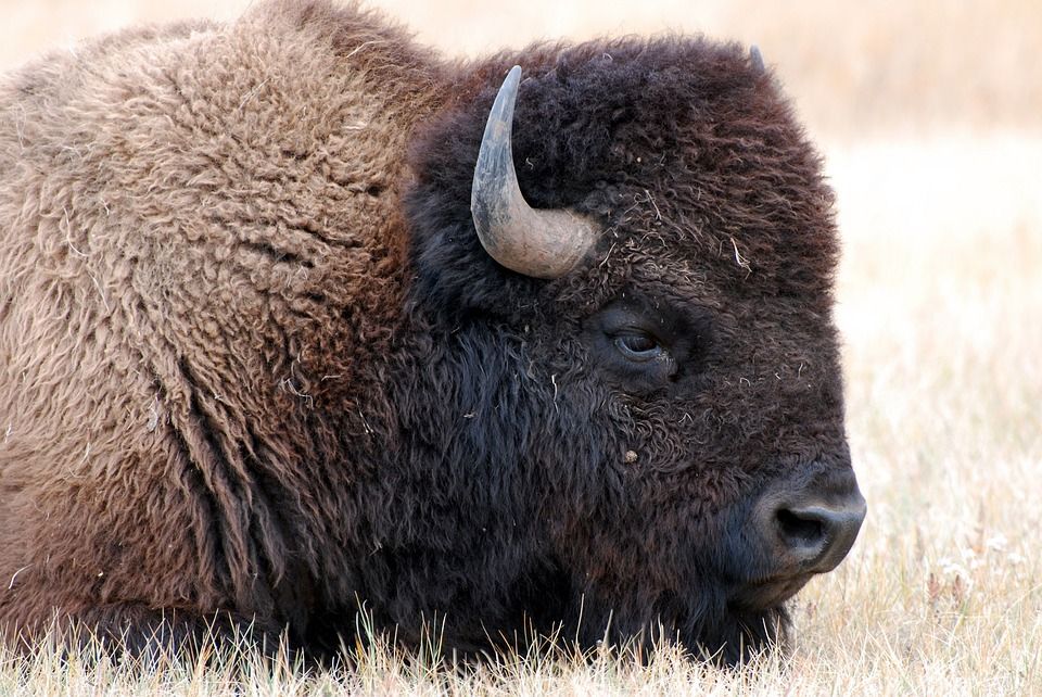 Bison Amerika Hewan Terberat Amerika Utara Yang Sempat Hampir