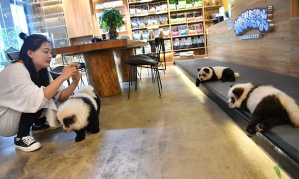 Hadirkan Anjing Yang Dicat Menjadi Panda Kafe Di China Ini