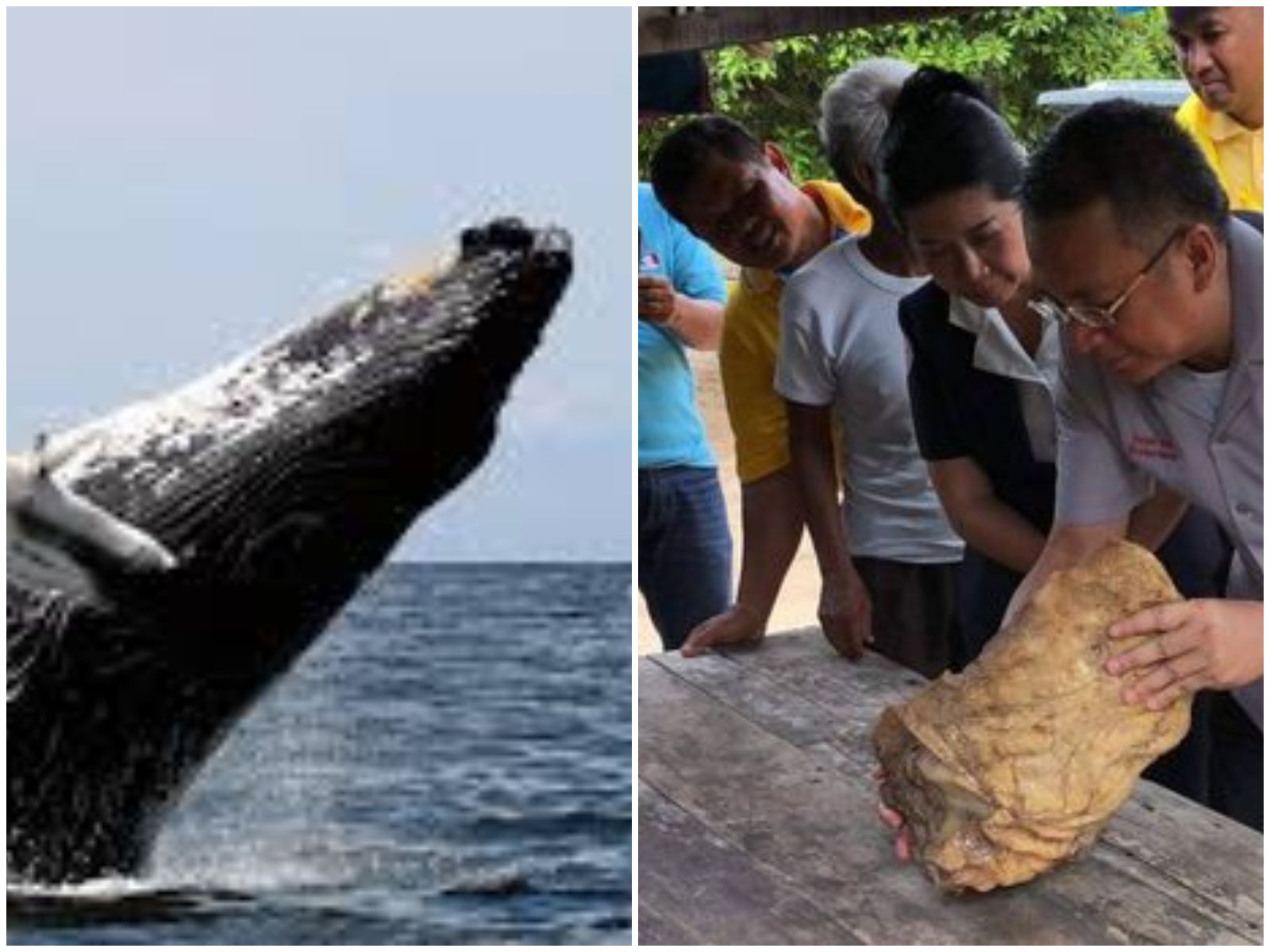 7600 Cara Membuat Kolase Ikan Hiu Gratis