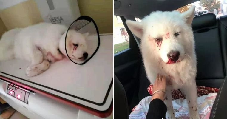 Dihajar Pemiliknya Anjing Ini Alami Cidera Hingga Kehilangan Matanya Hanya Gara Gara Buang Kotoran Di Rumah Semua Halaman Wiken