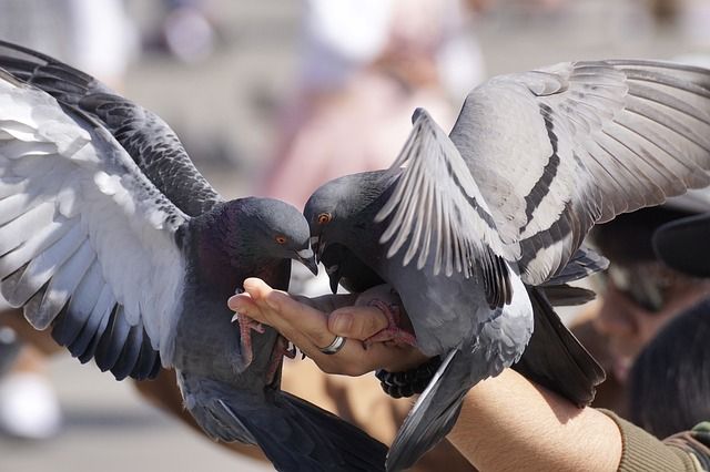 Tafsir Mimpi Memberi Makan Burung Benarkah Pertanda Rezeki