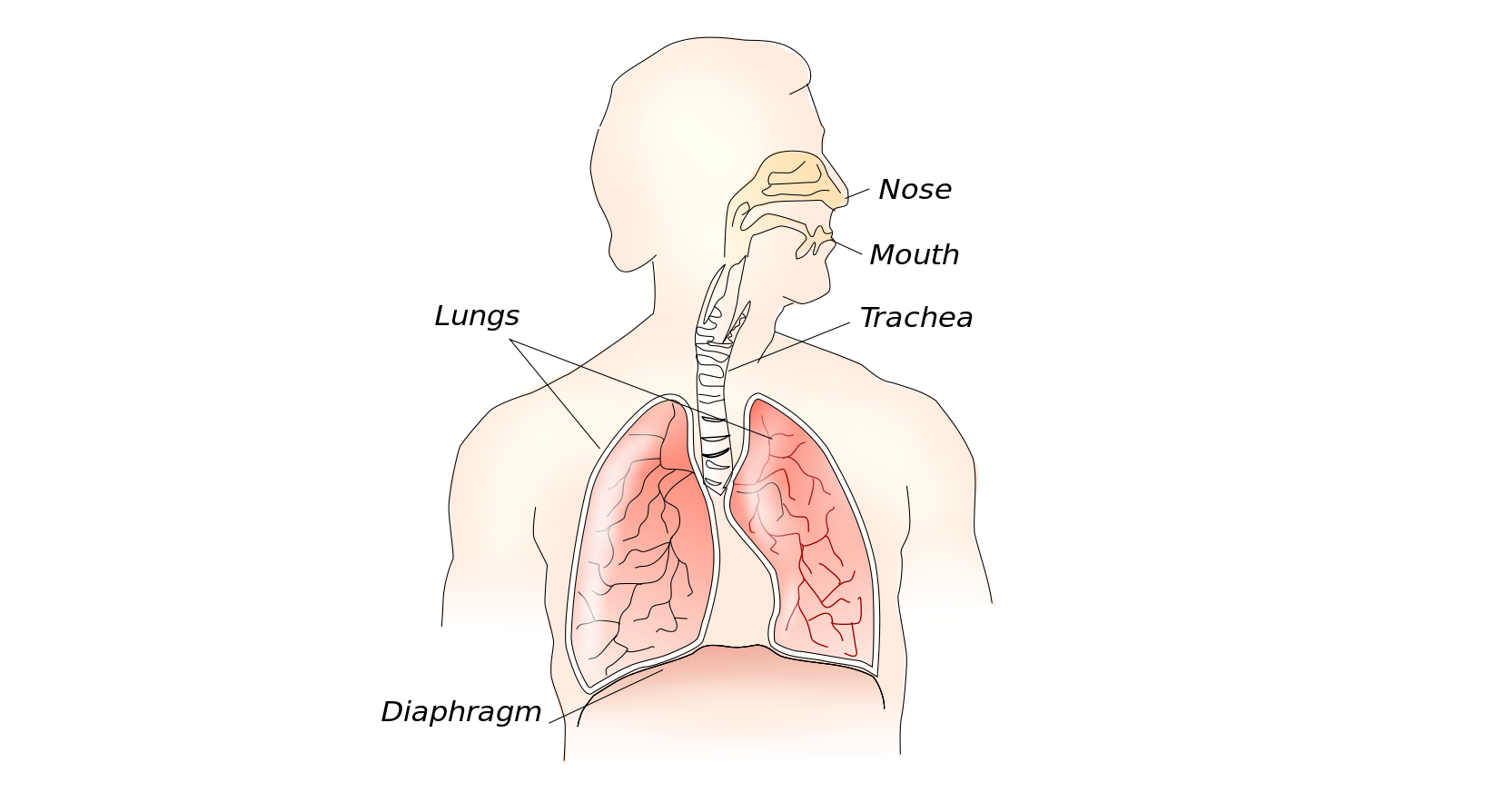 Oksigen yang dihisap pada saat bernapas dan masuk ke dalam tubuh akan digunakan untuk proses ….