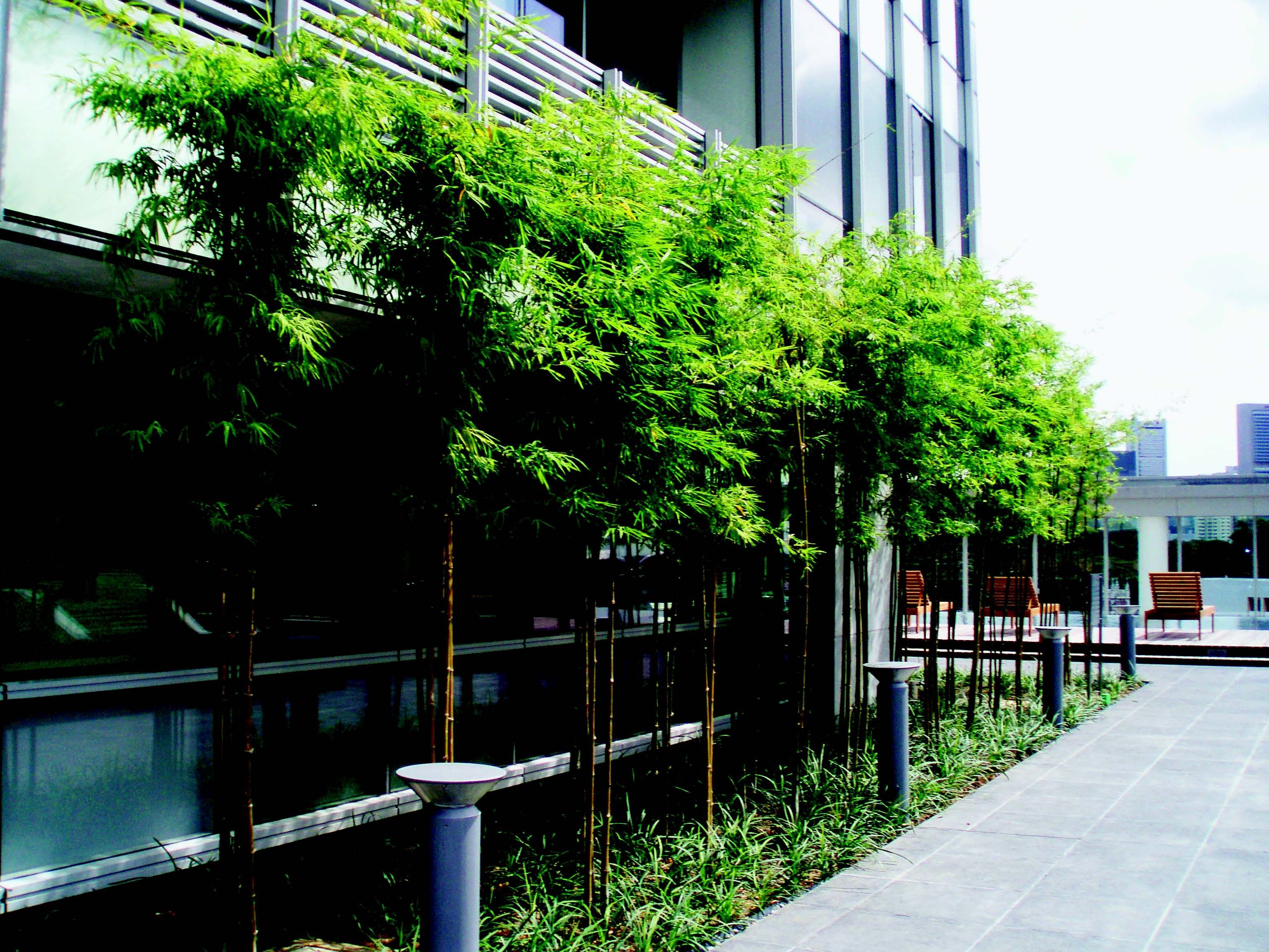 Inilah Tanaman Yang Pas Untuk Taman Atap Kriteria Dan Jenisnya Semua Halaman Idea