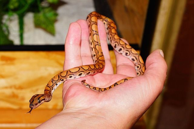 Tafsir Mimpi Menangkap Ular, Benarkah Ini Sebuah Pertanda Baik? - Semua  Halaman - Suar