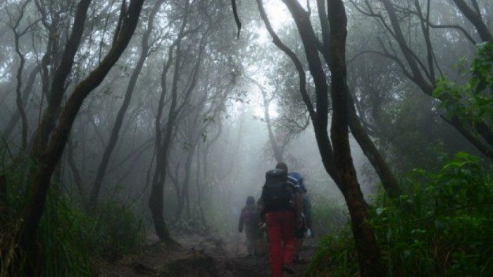 hutan kalimantan