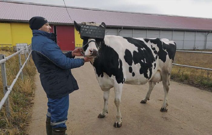 Wah Sapi Di Sebuah Peternakan Rusia Memakai Vr Apa Fungsinya Ya