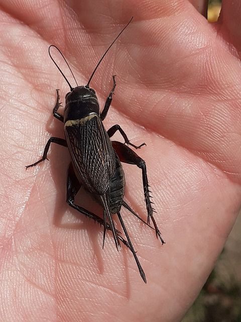 Tafsir Mimpi Melihat Jangkrik Benarkah Ini Sebuh Pertanda Baik Semua Halaman Suar