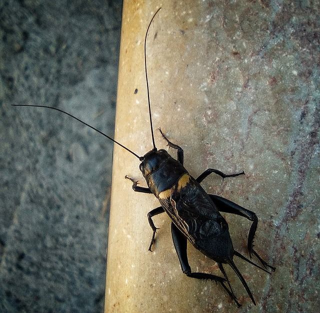 Tafsir Mimpi Melihat Jangkrik, Benarkah Ini Sebuh Pertanda Baik? - Semua  Halaman - Suar